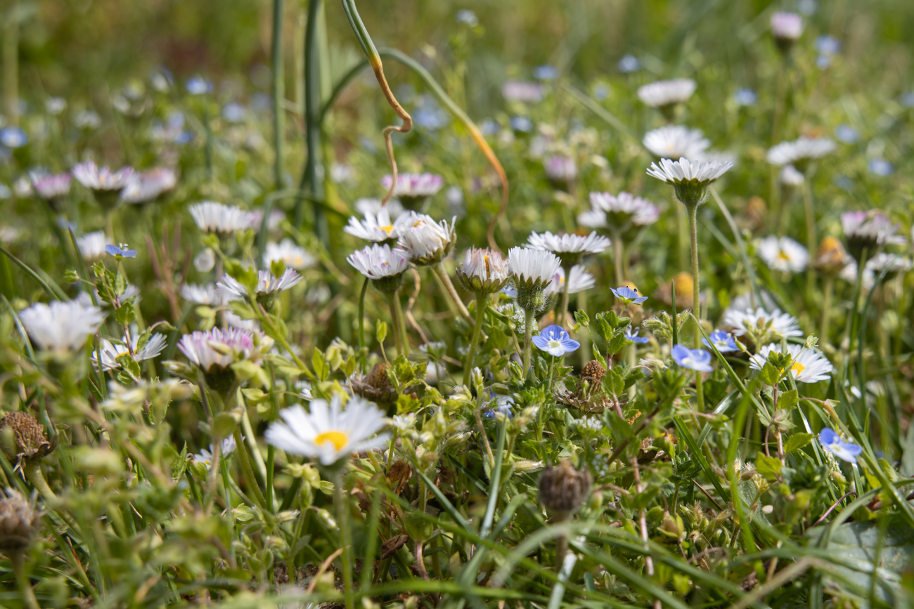 Blumenwiese