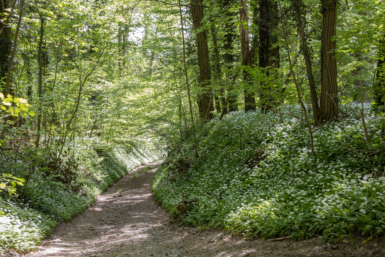 Alles voller Bärlauch