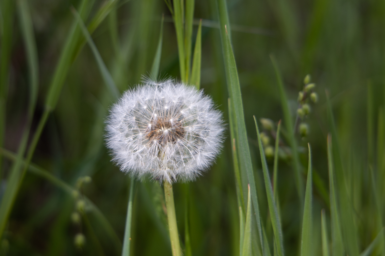 Pusteblume