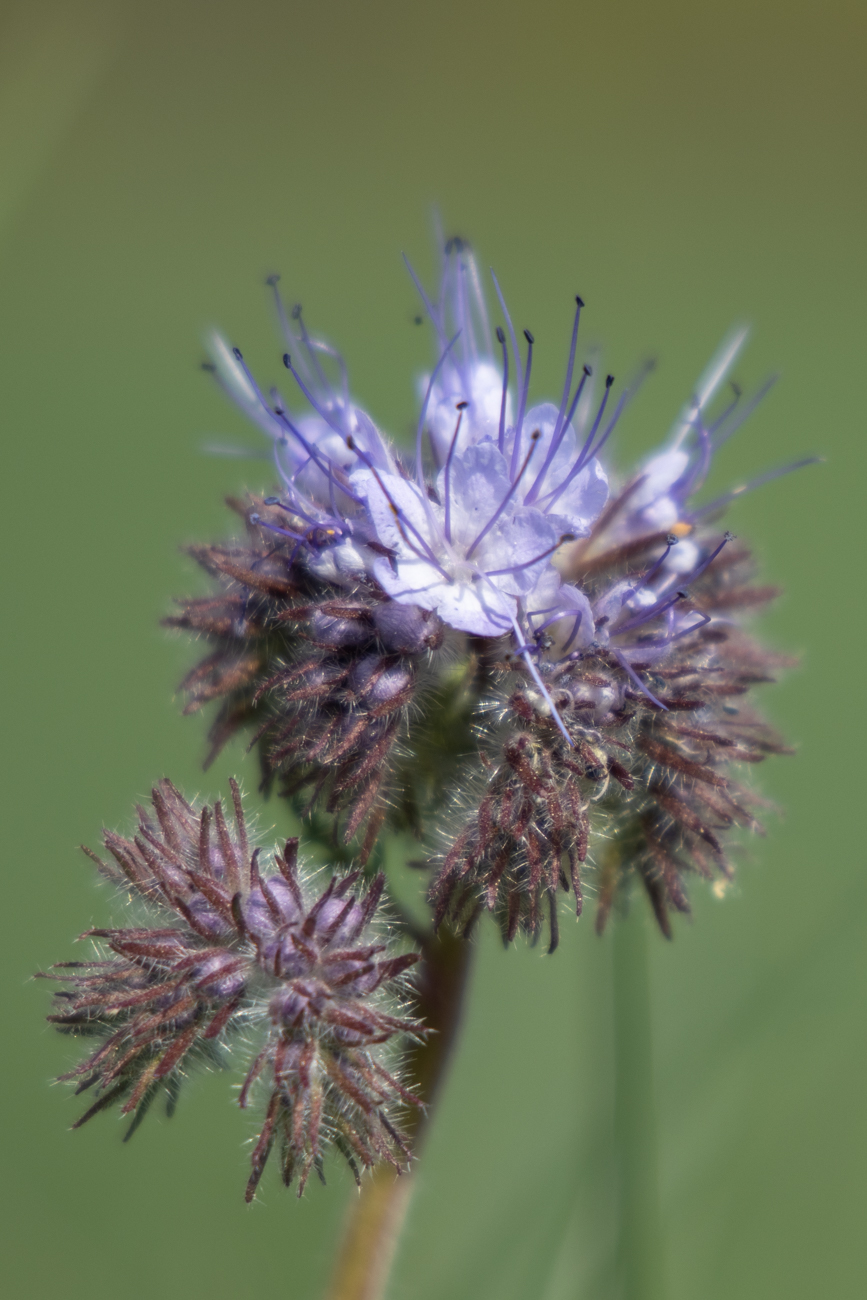 Unbekannte Blüte