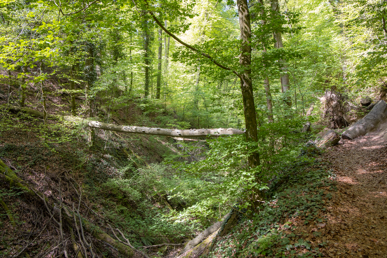 Der Weg führt an der Klamm entlang