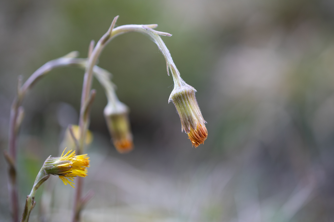 Hier oben sind noch nicht alle Blüten geöffnet