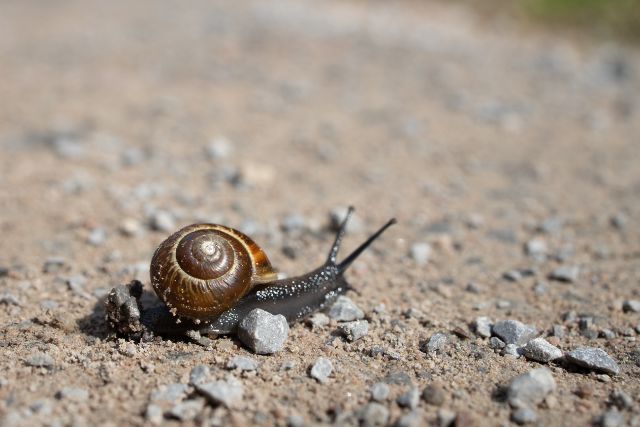 Ein Schneckle ;-)