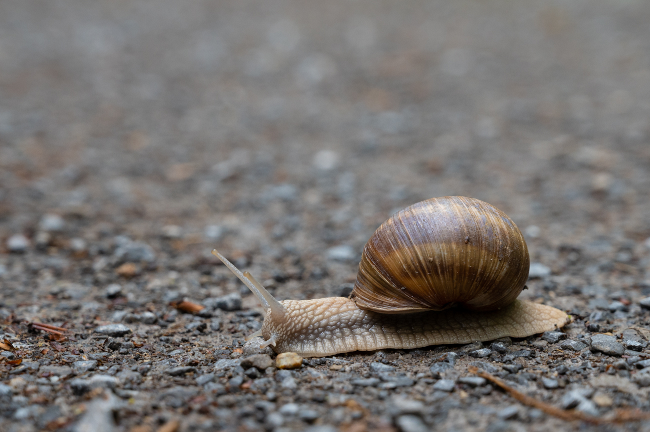 Gemeinsam mit der Schnecke wanderten wir um den Fermasee ;-)
