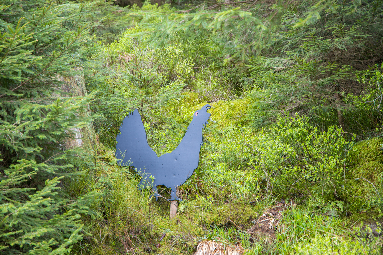 Den Auerhahn haben wir in natura leider nicht gesehen ;-)