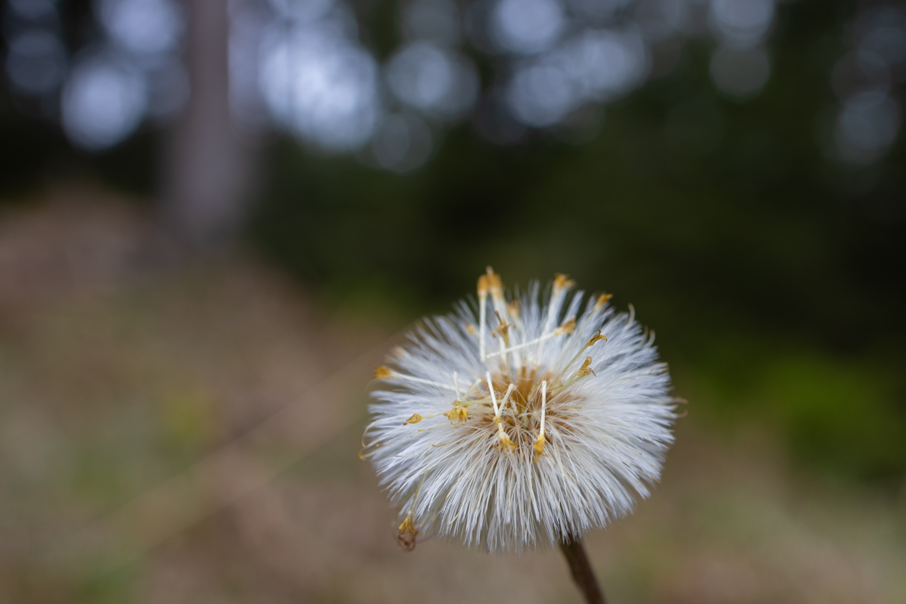 Die Samen werden ausgestreut