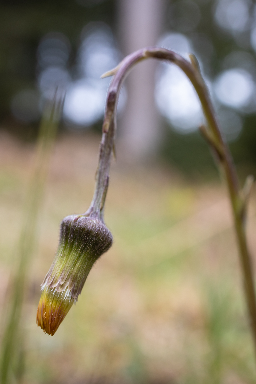 Noch geschlossene Blüte
