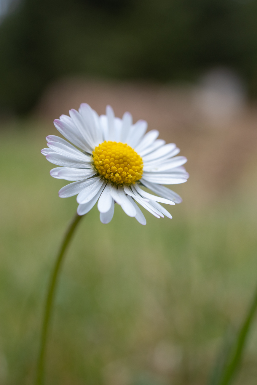 Überall an den Wegrändern ...