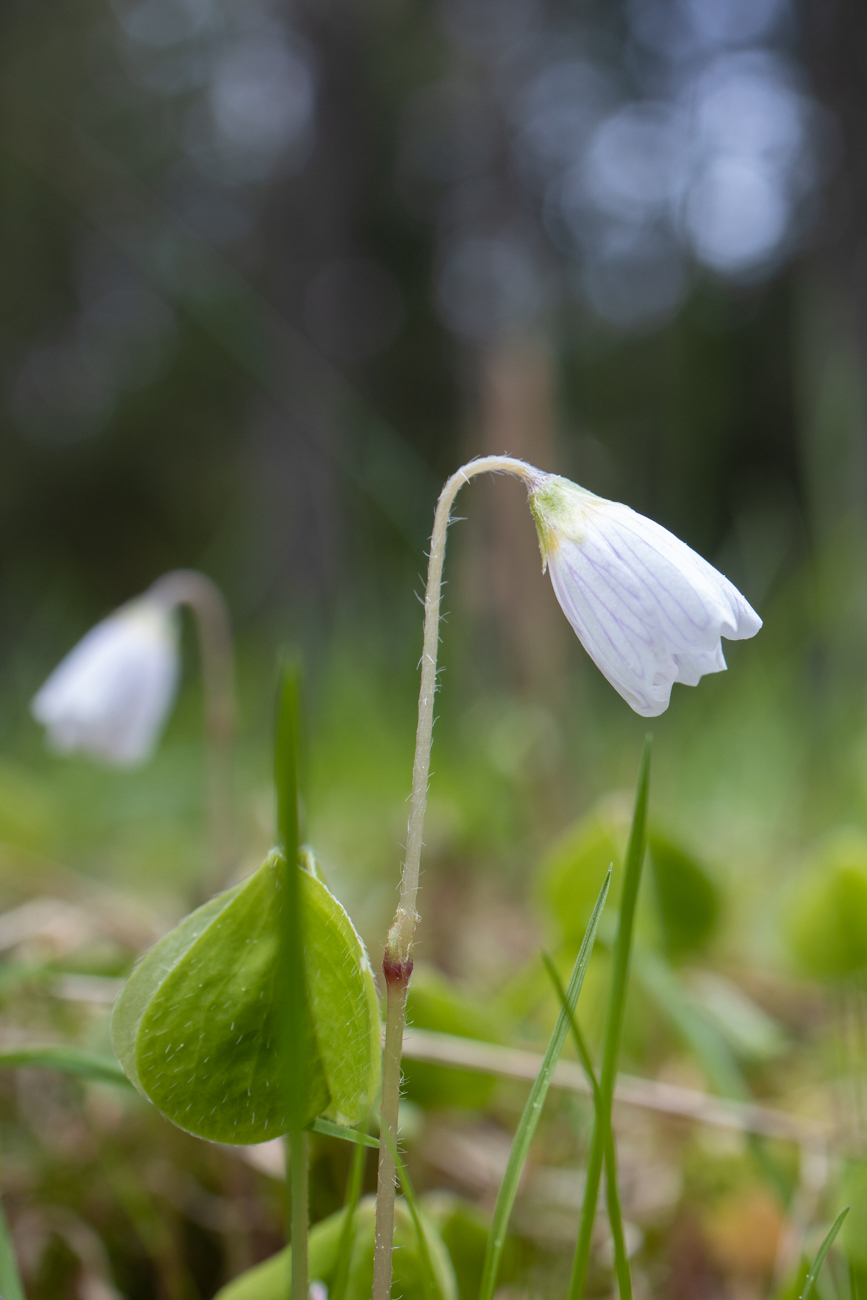 ... stehen zarte Blümchen ...