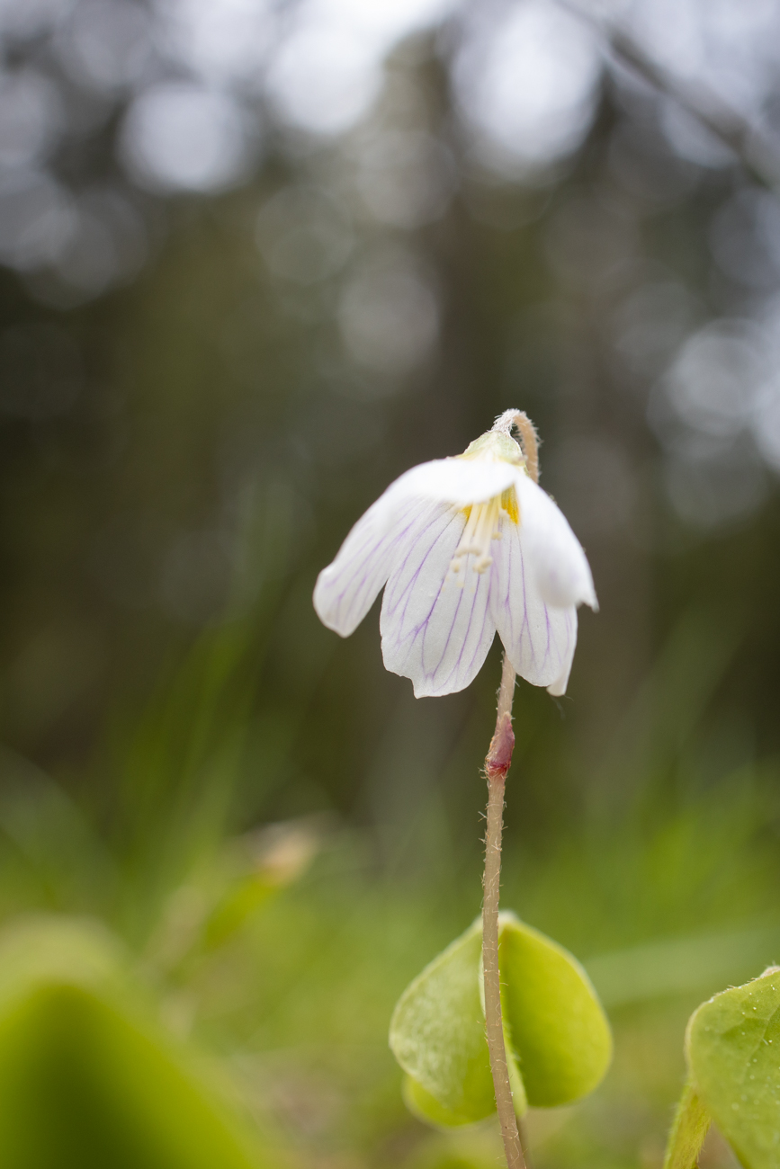 ... wie diese Glockenblume