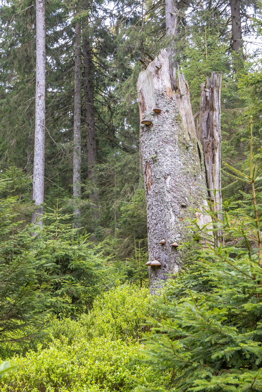 Totholz gibt es aber auch an jeder Ecke
