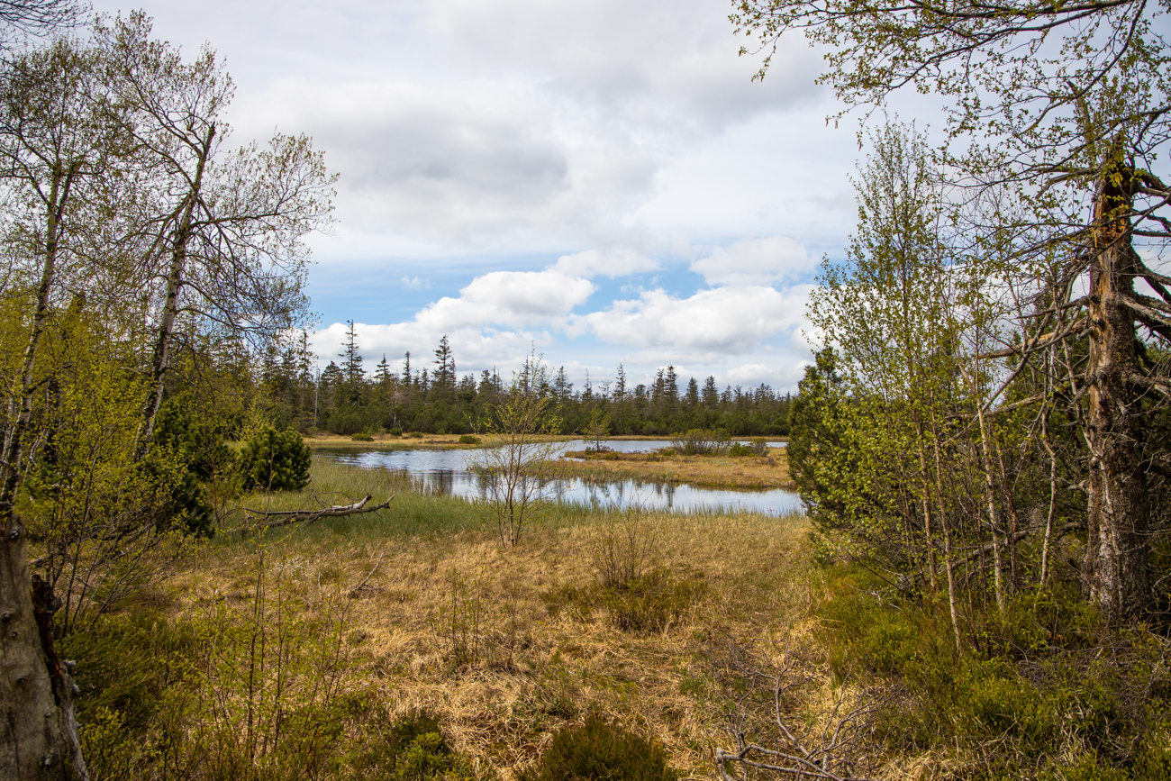 Am "Großen Hohlohsee"