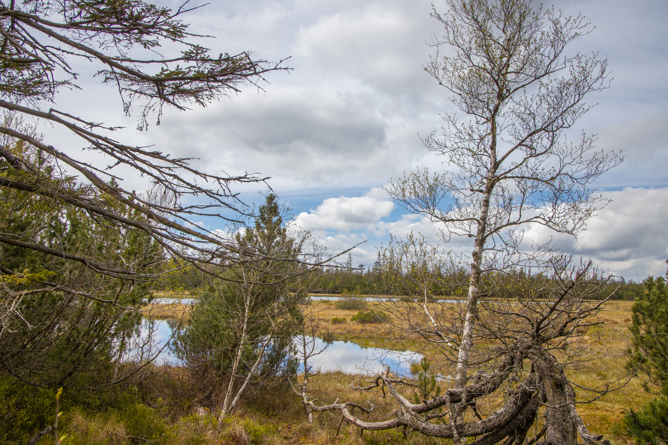 Hochmoor am "Großen Hohlohsee"