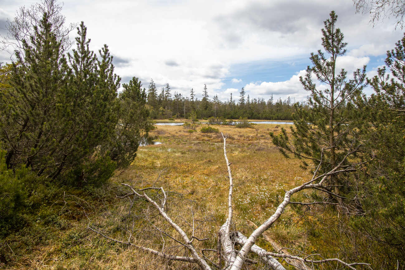 Hier wird alles naturbelassen um das Hochmoor zu schützen