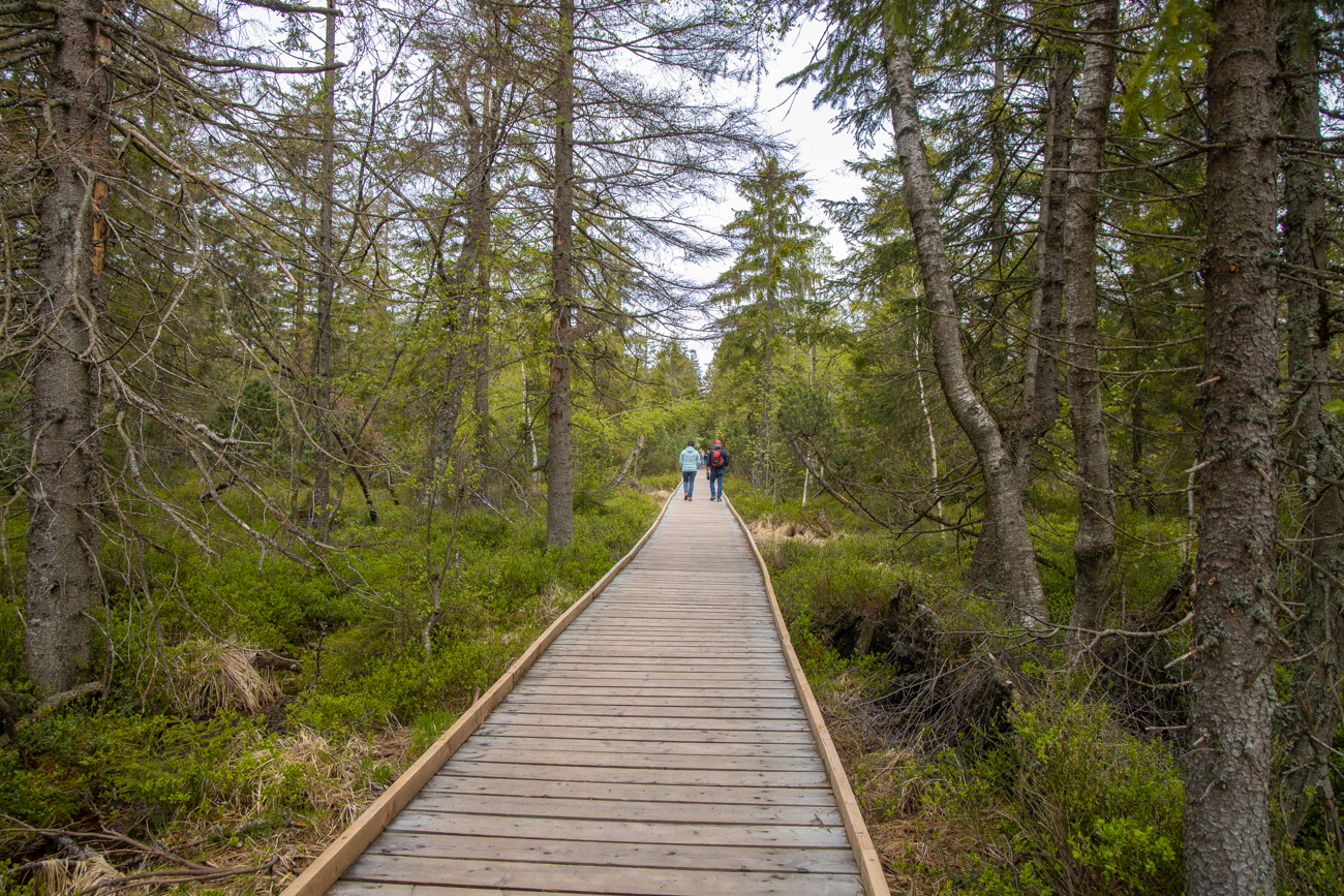 Bohlenweg durch das Hochmoor
