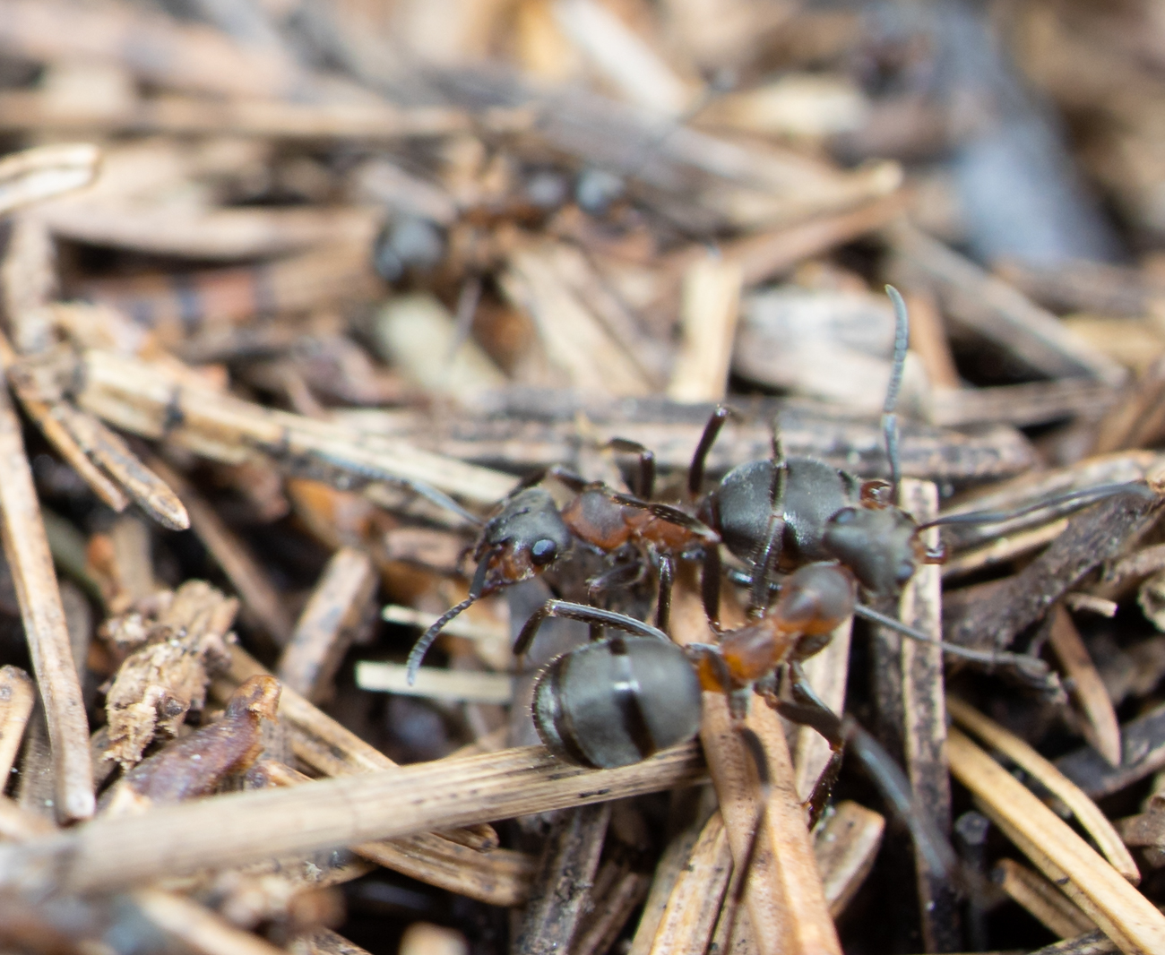 Die Waldameisen sind leider etwas unscharf geworden