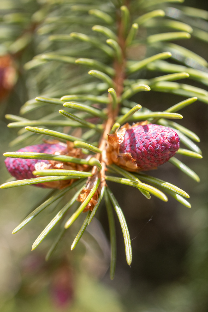 Tannen blühen nur alle 3-4 Jahre ...
