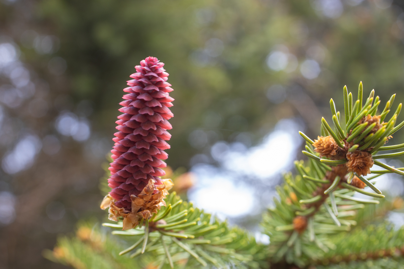 Eine besonders große Blüte