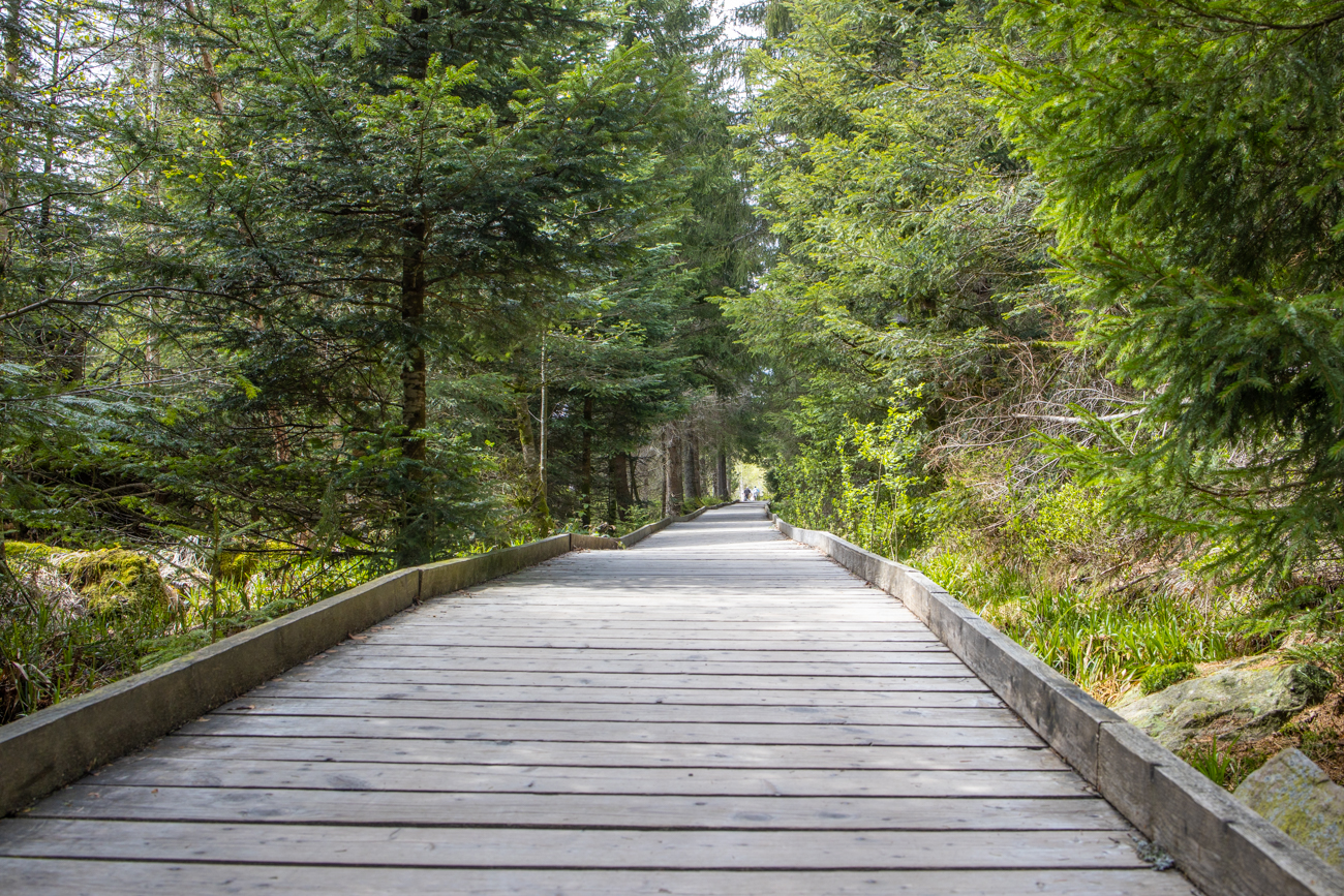 Auch durch das Moorgebiet am Wildsee führt ein (langer) Bohlenweg