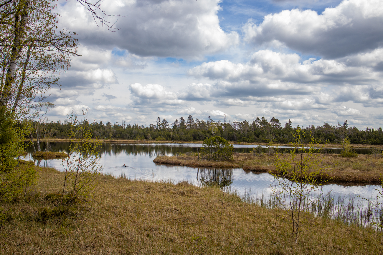 ... für die Flora und Fauna eines Hochmoores