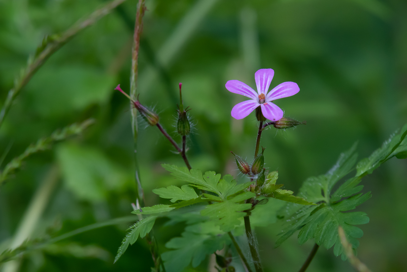 Stinkender Storchschnabel [Geranium robertianum]