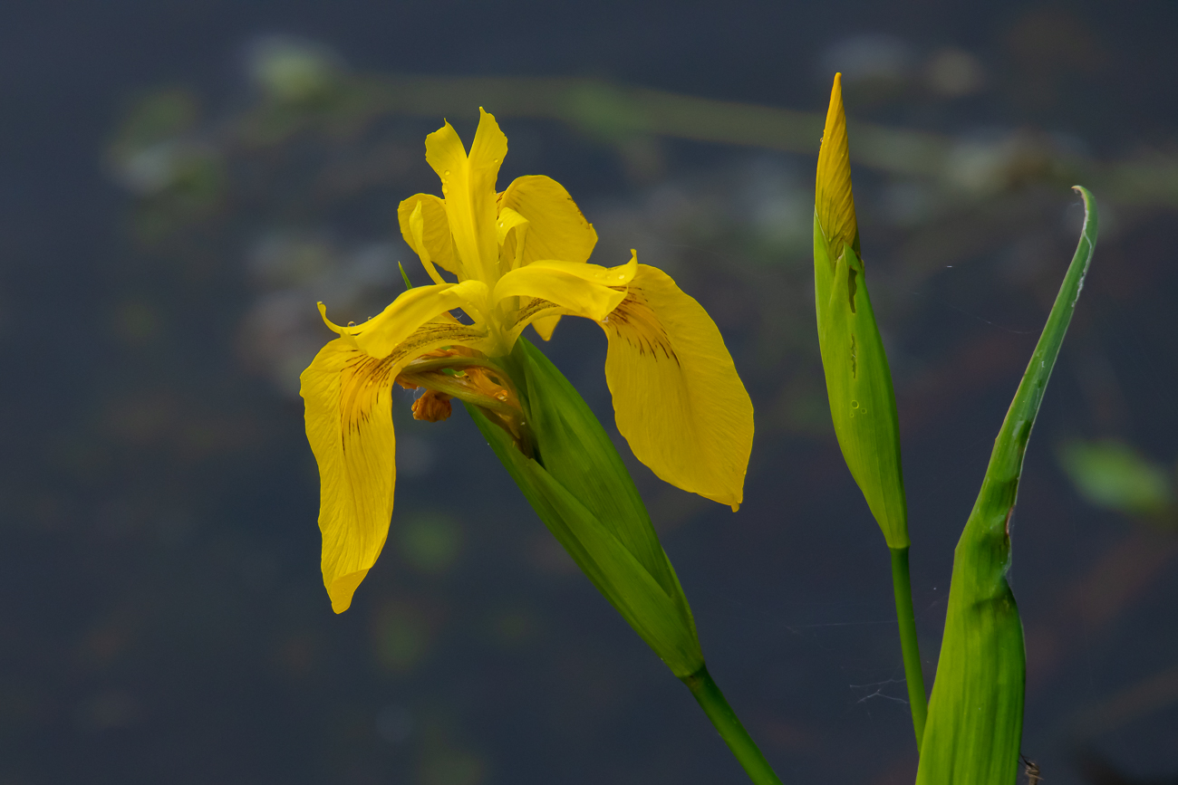 Sumpf-Schwertlilie [Iris pseudacorus]