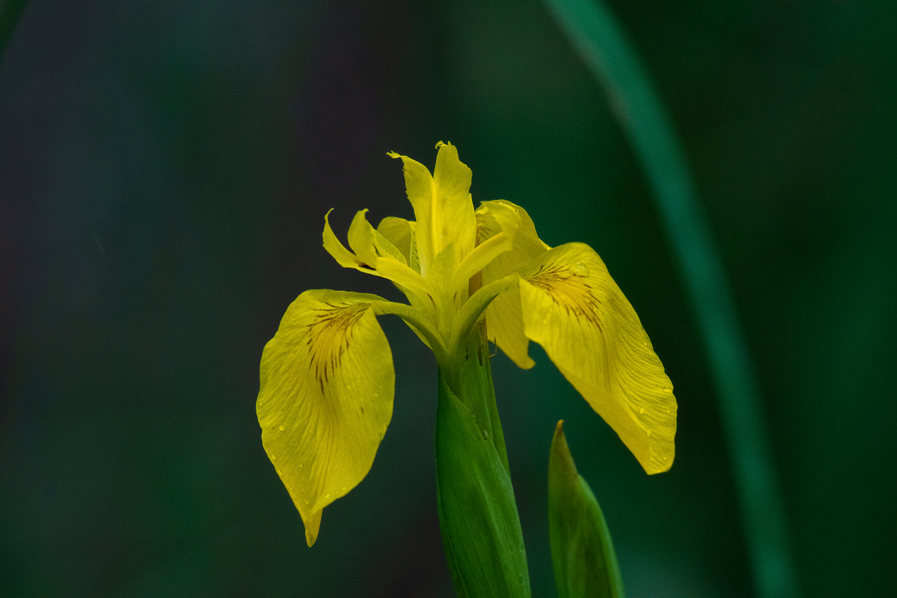 Sumpf-Schwertlilie [Iris pseudacorus]