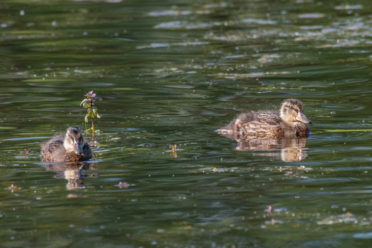 Junge Enten