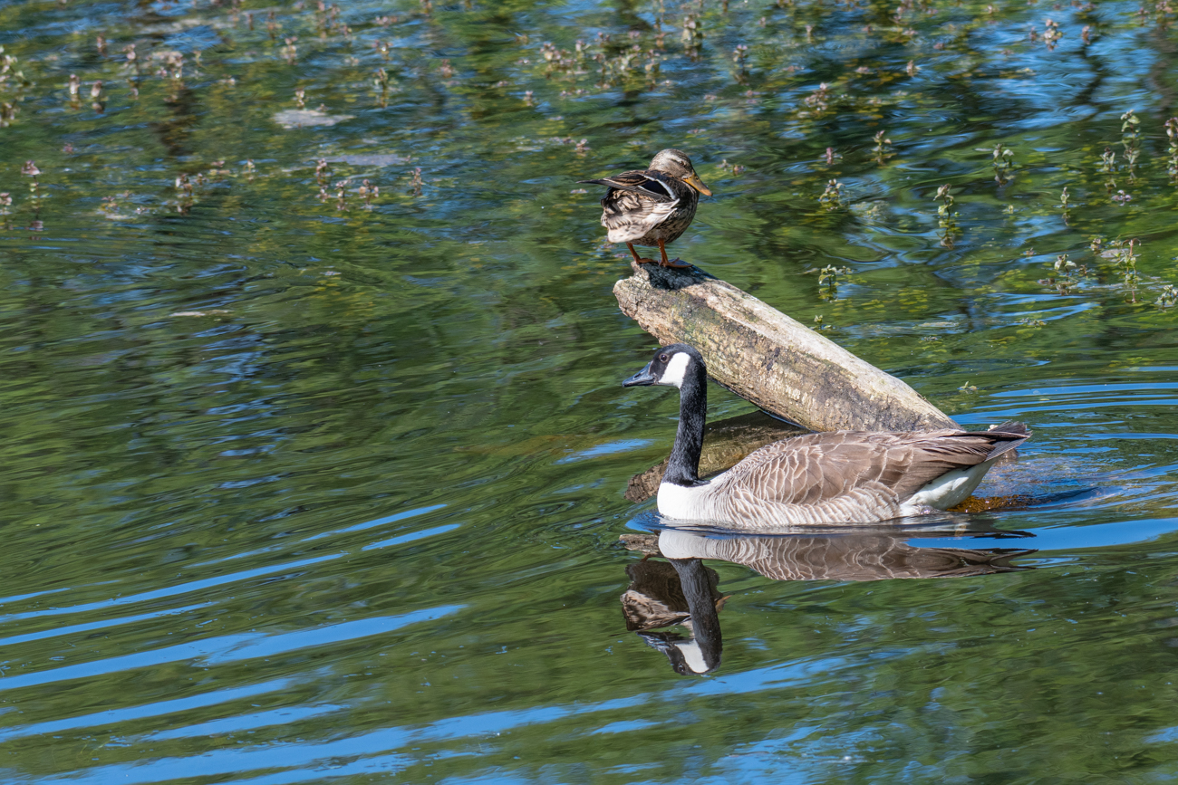Stockente und Kanadagans