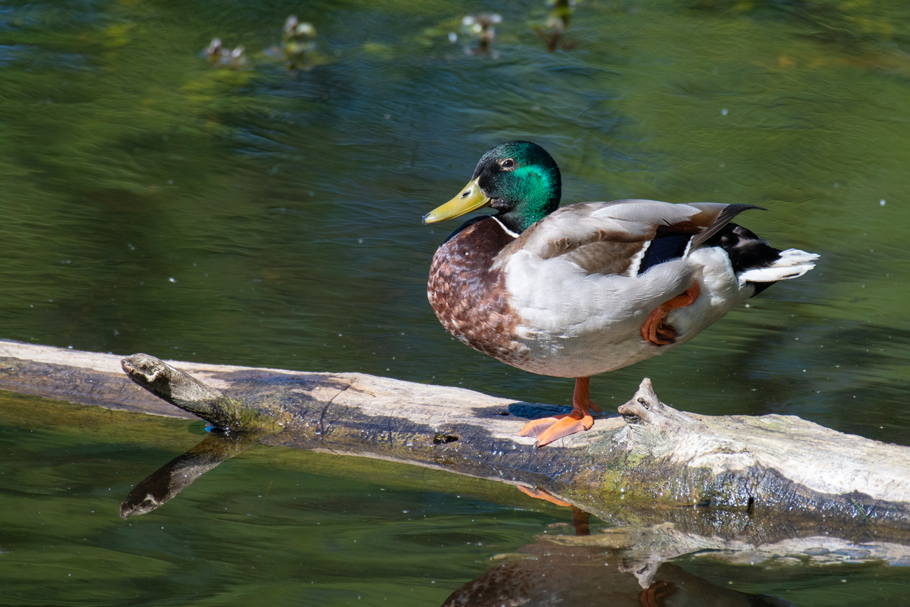 ... auf einem Bein kann man doch stehen ;-)
