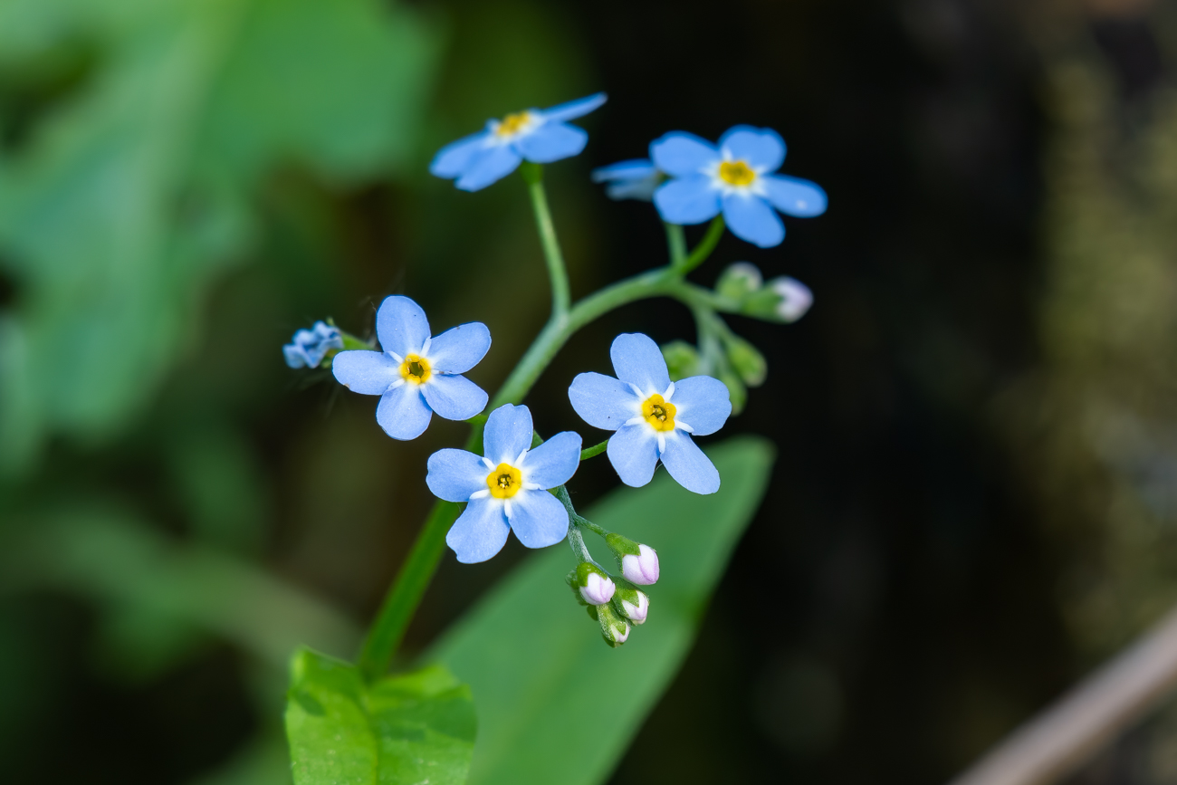 Sumpf-Stiefmütterchen