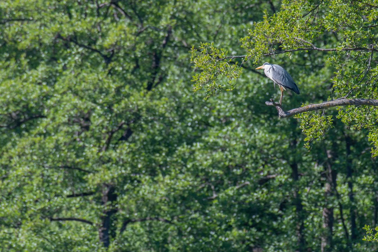 Graureiher auf der Lauer