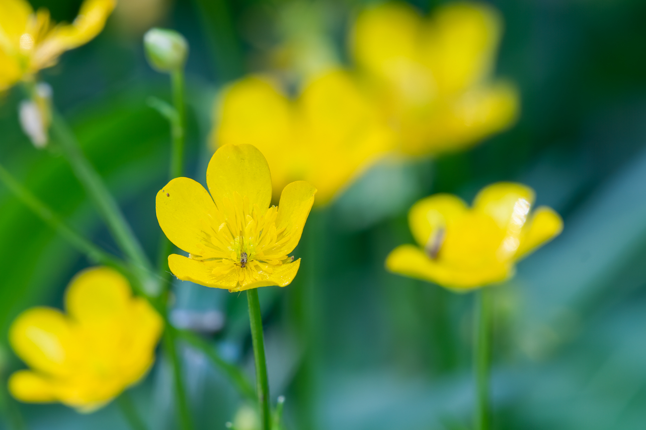 Keinen Namen gefunden, aber schön