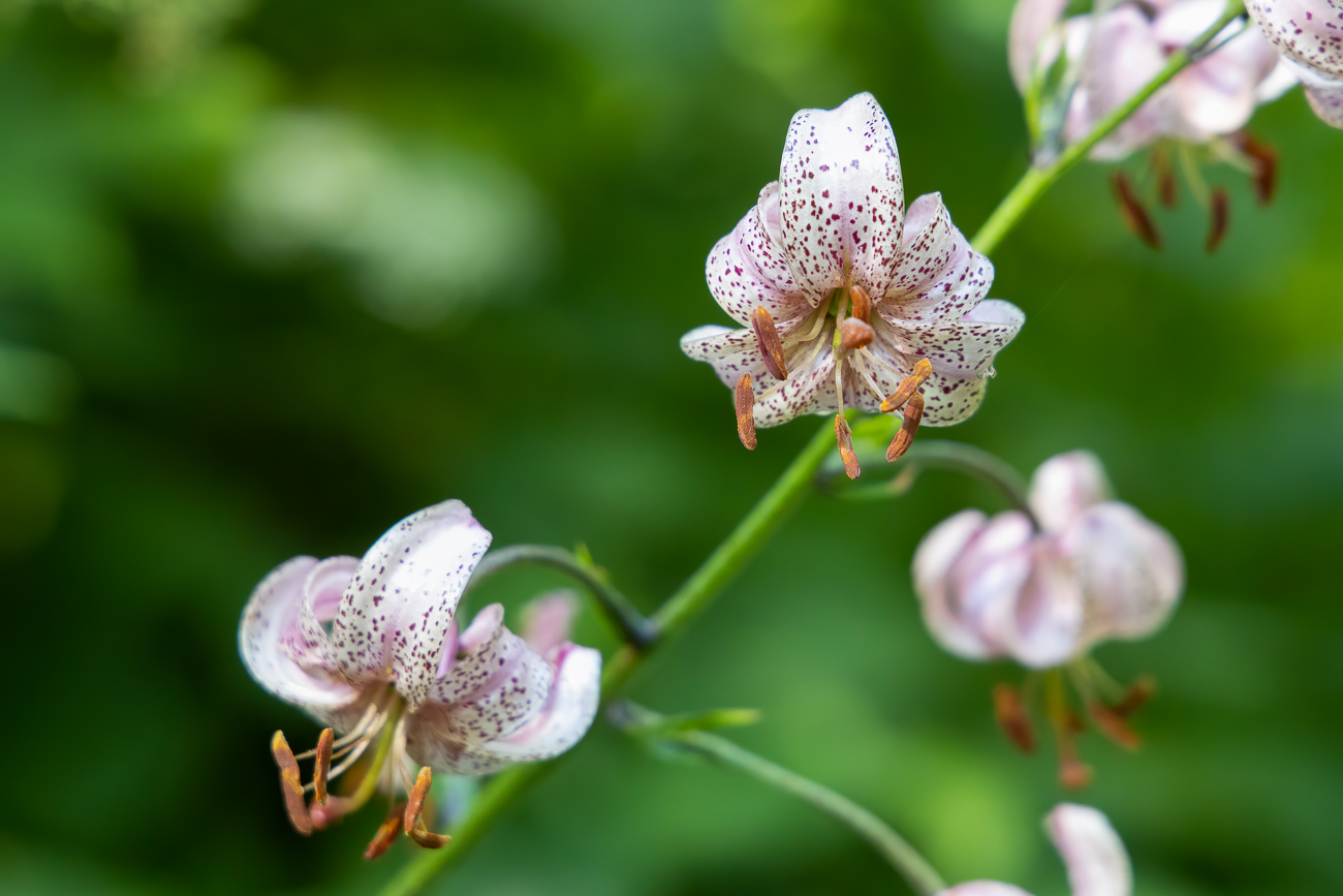 Wahrscheinlich eine Lilienart [Lilium kelloggii] aus dem amerikanischen Raum