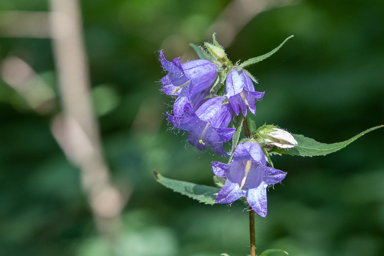 Bärtige Glockenblume [Campanula barbata]