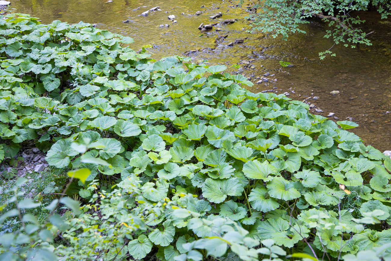 Riesengroße Blätter des Benediktenkrauts [Geum urbanum]