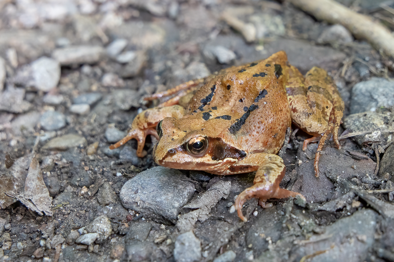 Grasfrosch