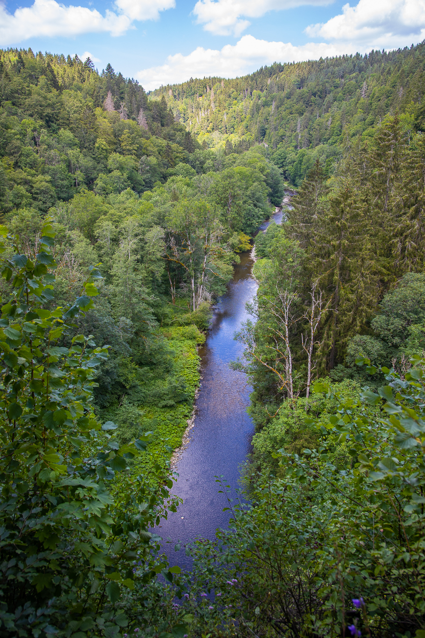 Fast wie im Regenwald