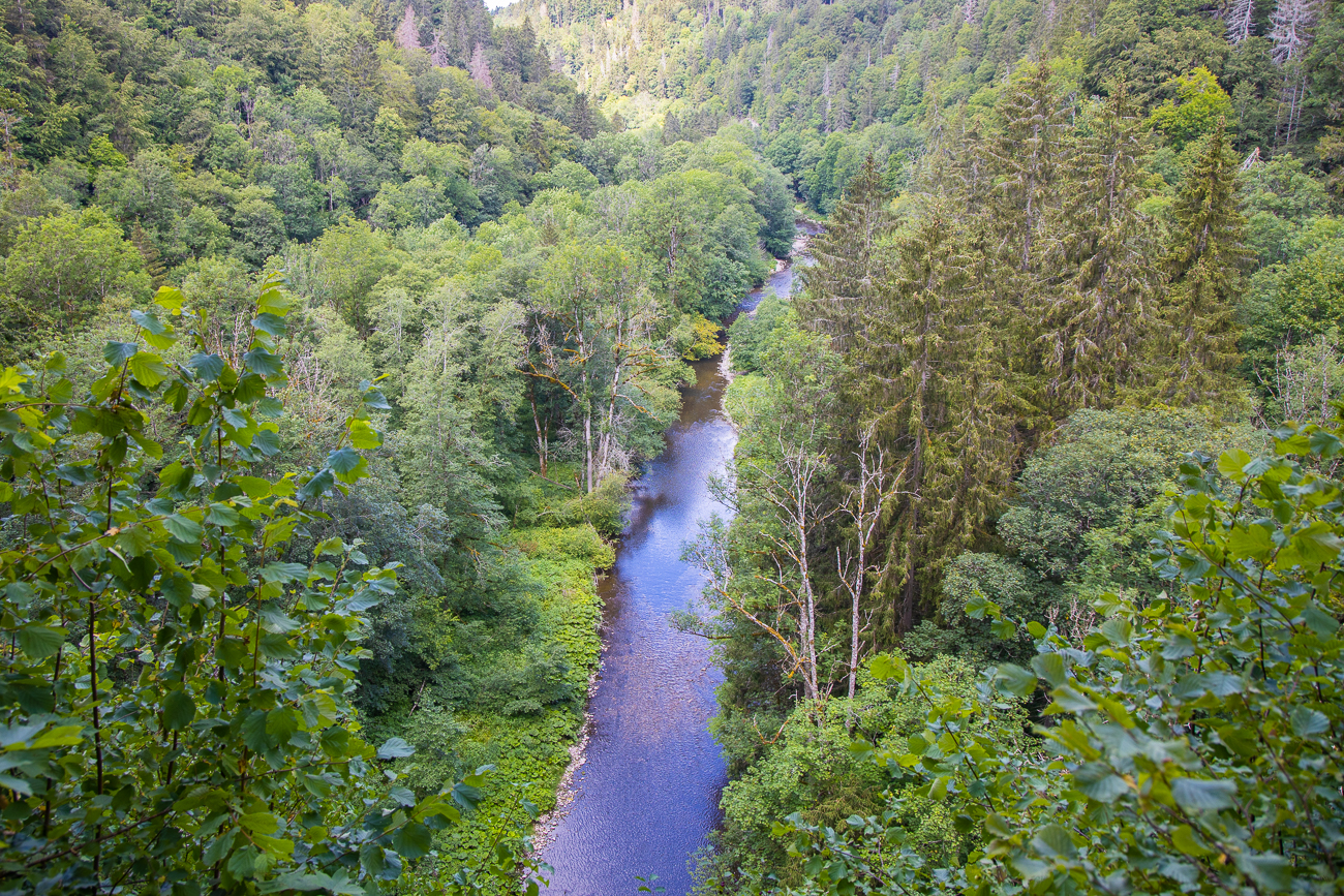 Etwas andere Perspektive des "Regenwaldes"