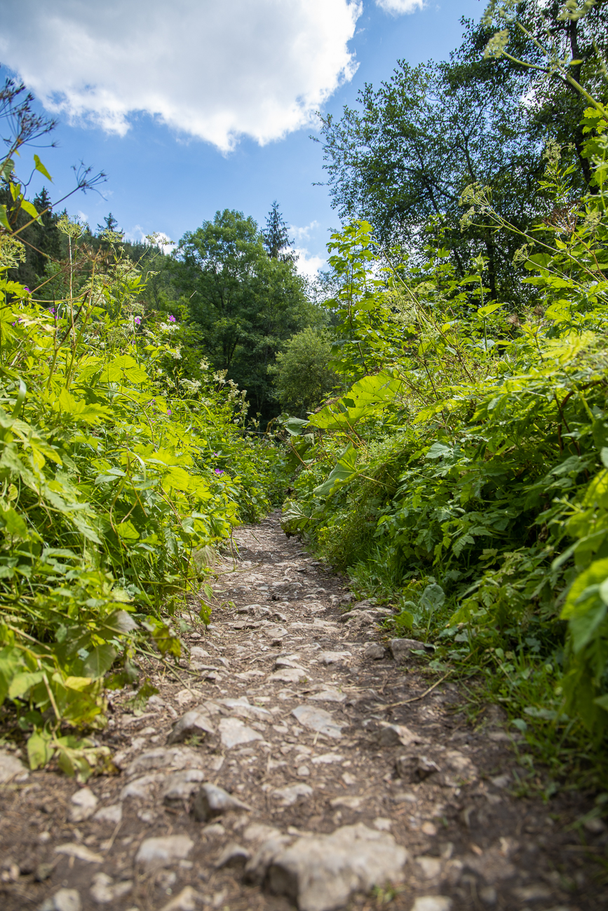 Weg durch hochwachsende Feuchtgebiets-Pflanzen