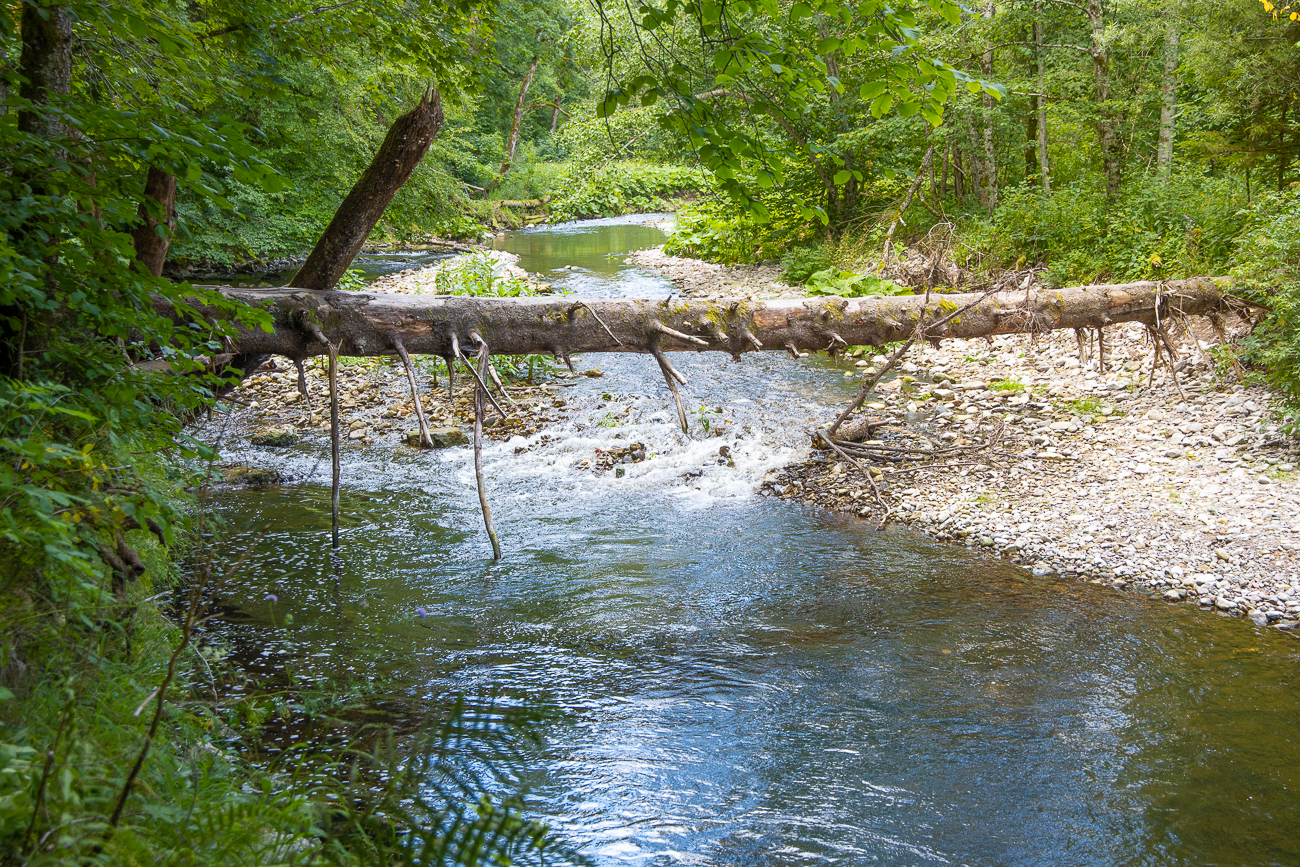 Baum über der Wutach