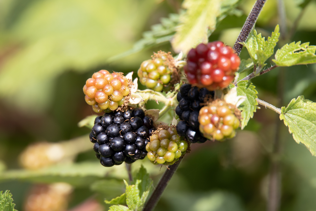 Die Brombeeren sind am Reifen