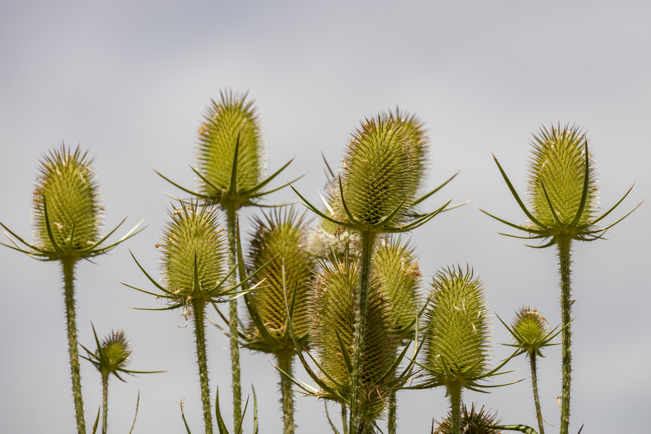 Wilde Karde [Dipsacus fullonum]