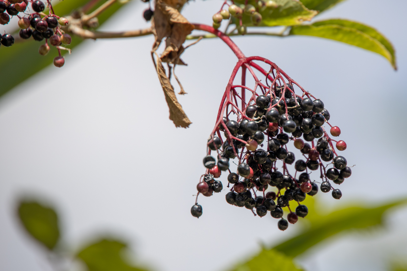 Baumholunder [Sambucus nigra]