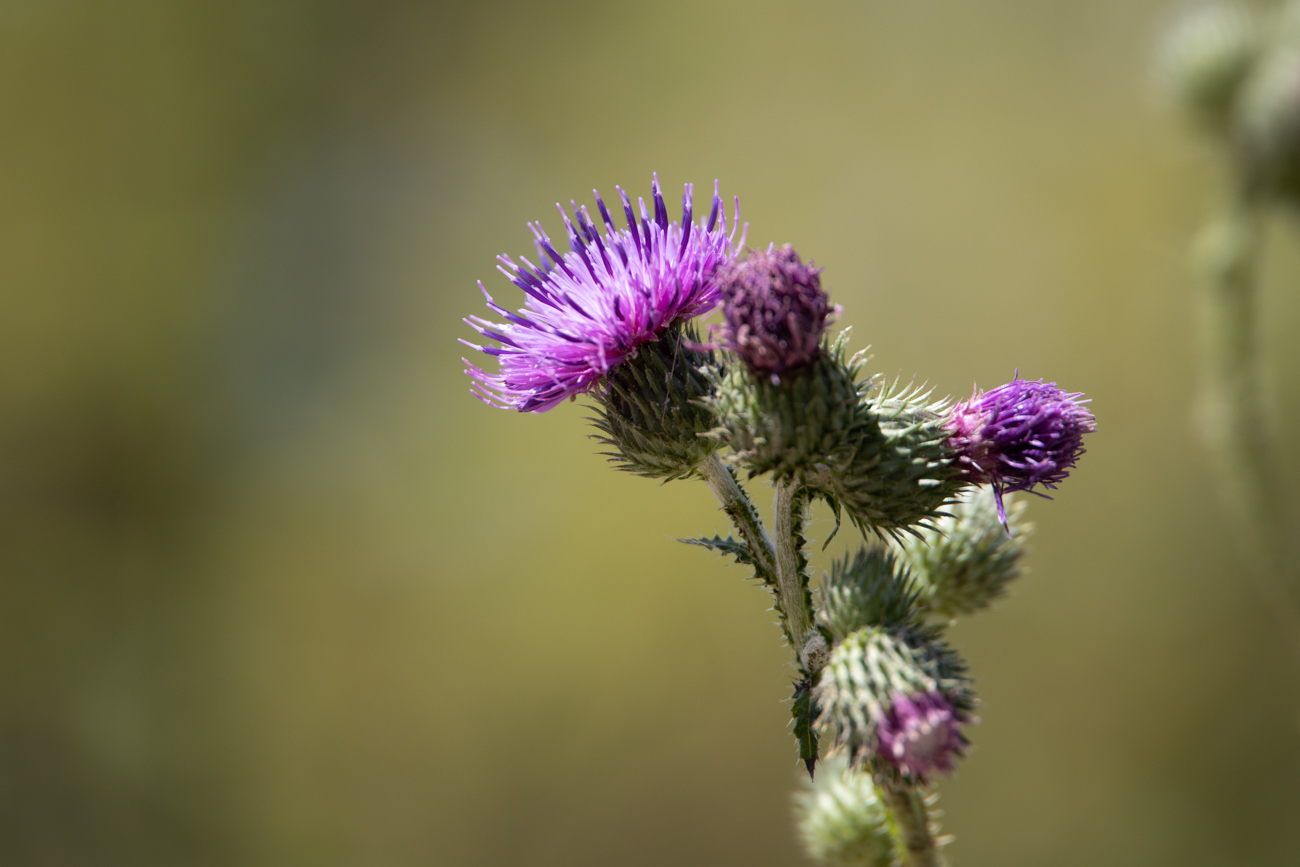 Alpen-Distel [Carduus defloratus]