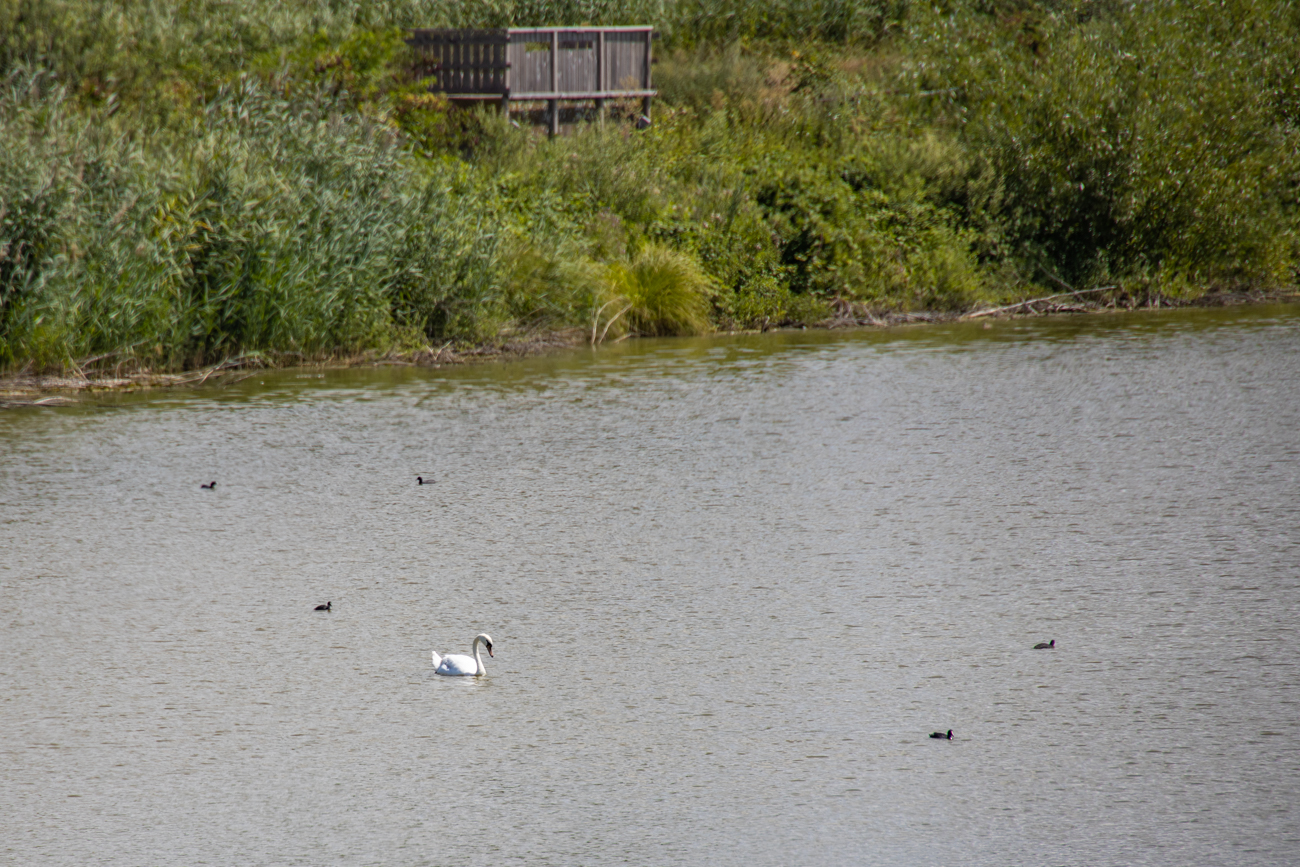 Höckerschwan und Teichrallen