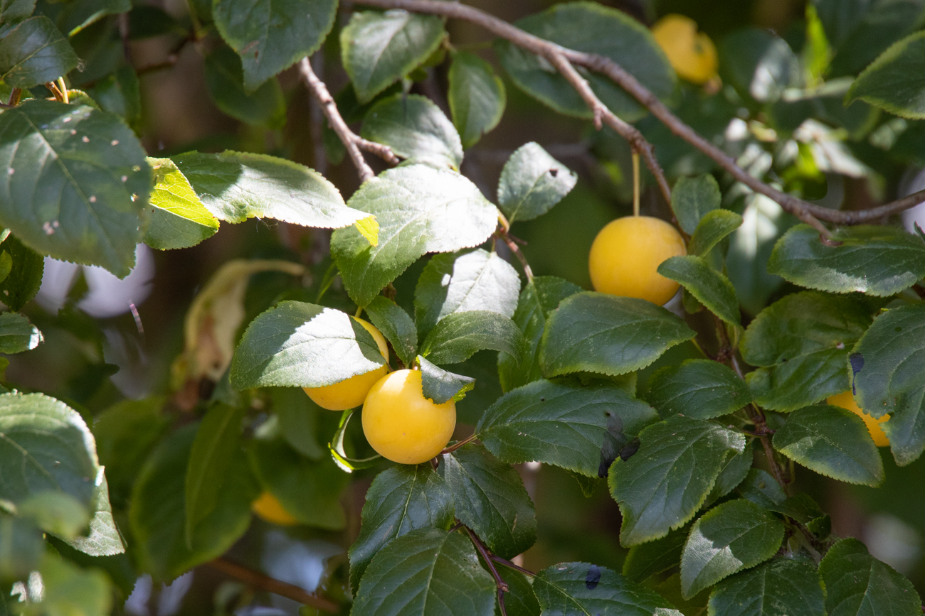 Die Mirabellen sind leider noch nicht reif ...