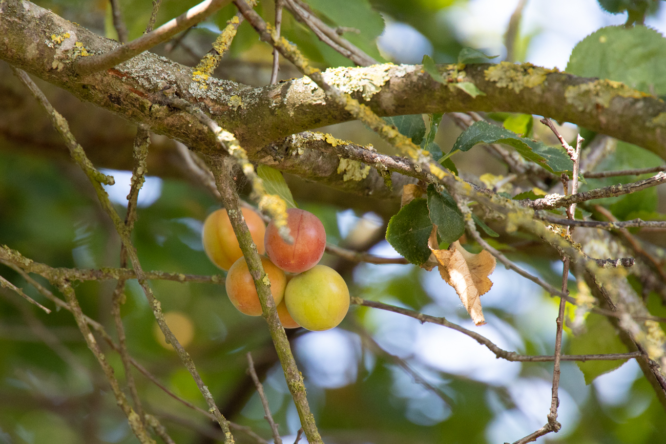 ... die rötlichen vielleicht doch?