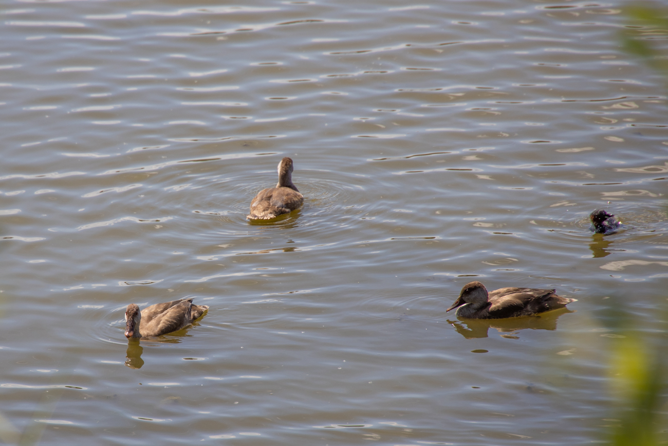 Entenart nicht bestimmt ...