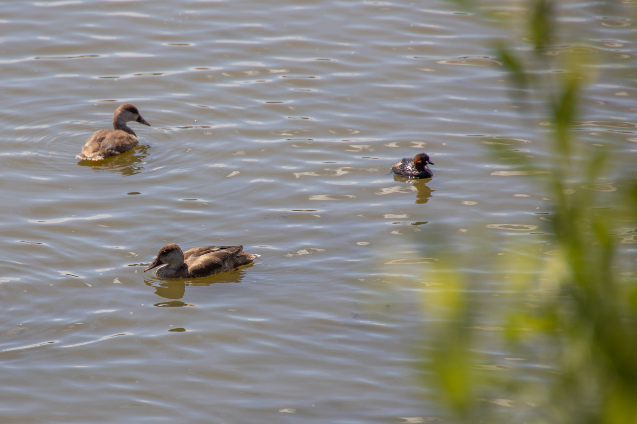 ... aber rechts ist ein Zwergtaucher